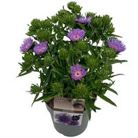 Stokesia lae. Mega Mels