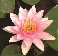 Nymphaea Marliacea Carnea
