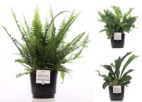 Ferns in varieties in Pure Liv pot (INDOOR)