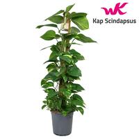 Scindapsus (Epipremnum) Moss Stick 120 cm