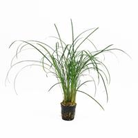 Ophiopogon japonica