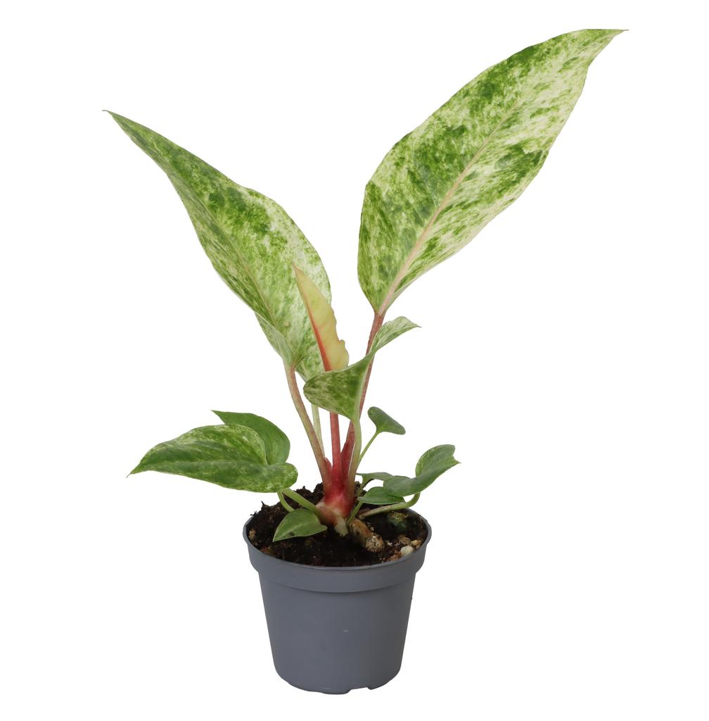 Picture of Anthurium Renaissance Variegata P6 12CM
