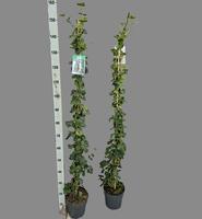 Hedera hibernica