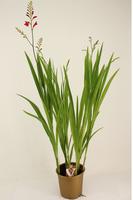 Crocosmia Brigitta