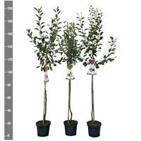 Fruit trees in varieties