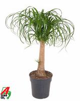 Nolina recurvata stem - 1,5ft