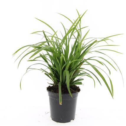 Billede af Carex morrowii Irish Green P14