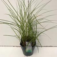 Miscanthus sin. Kleine Silberspinne