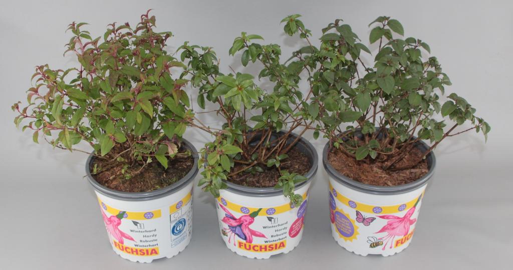 Picture of Fuchsia in varieties P17 (2 Ltr)