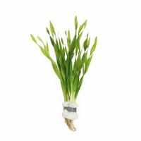 Vallisneria torta BUNDEL 5cm Tray 10 × 60 £ 1.79 (Tray) £ 1.77 Shelf £ 1.77 Trolley Tray £ 1.79 × 10 (0.3%)