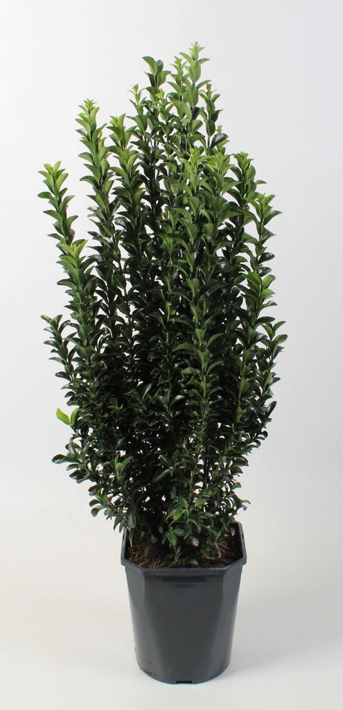 Picture of Euonymus jap. Green Spire P23 (5 Ltr) 40/60CM