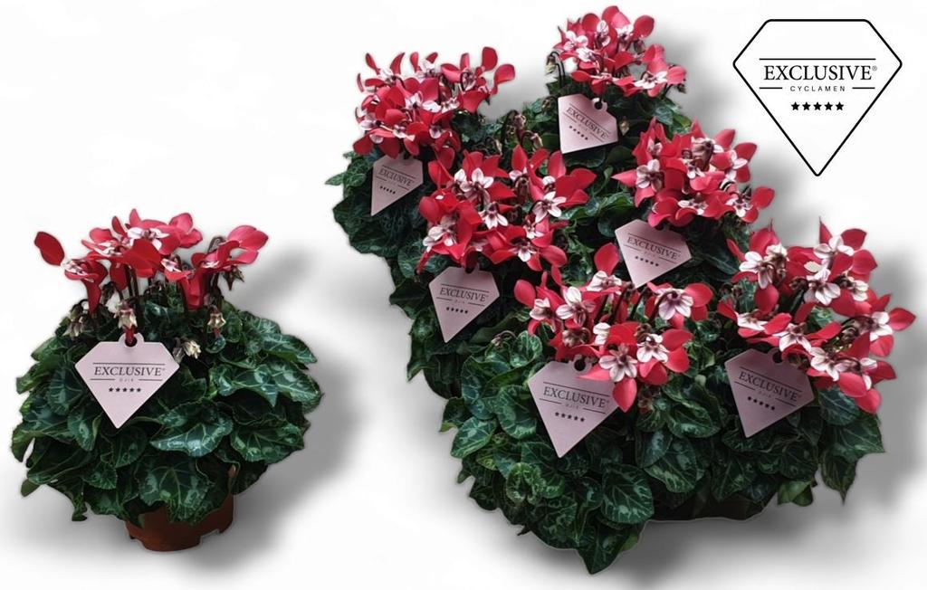 Bild von Cyclamen Exclusive® - Djix red P10.5 20CM