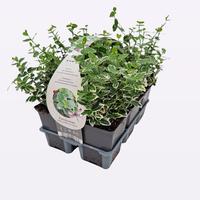 Euonymus fort. Emerald Gaiety 6-PACKS - Piece × 14 - £ 6.99 Shelf £ 6.82 Trolley