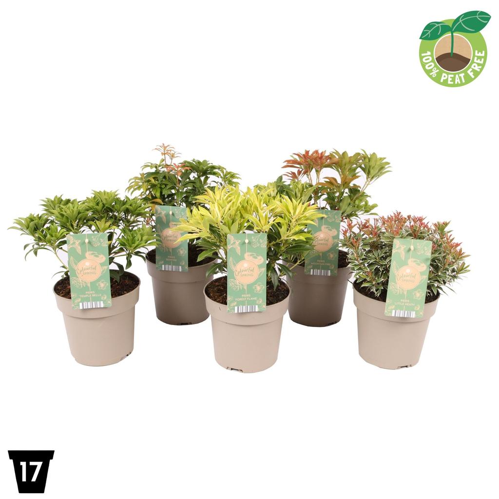 Obrázek Pieris jap. in varieties P17 (2 Ltr) Peat Free