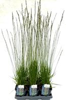 Molinia cae. Heidebraut
