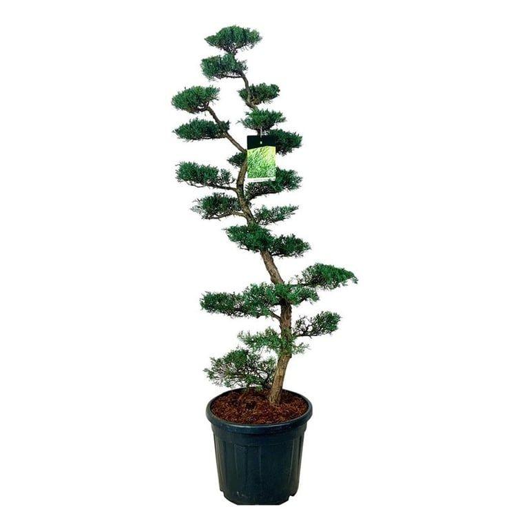 Picture of Juniperus virg. Grey Owl P50 210/cm incl pot