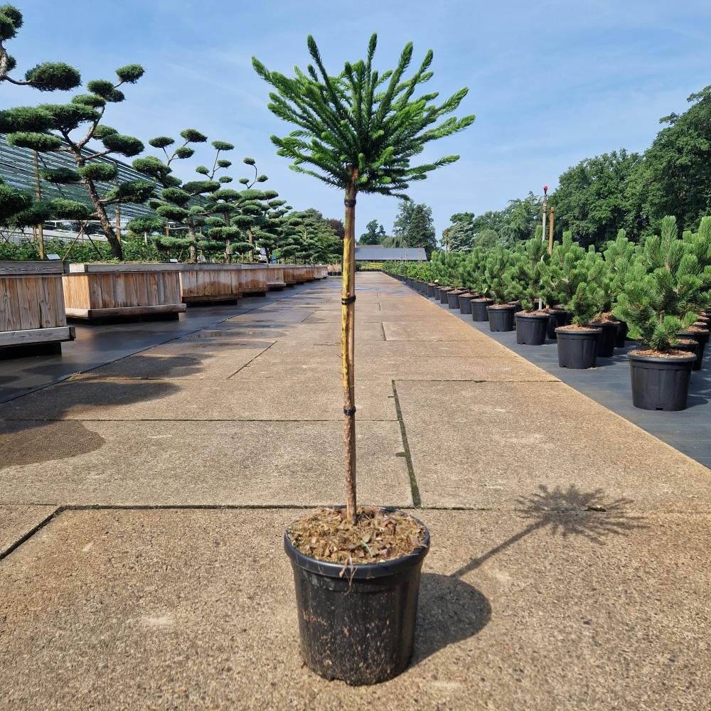 Picture of Cryptomeria jap. Dinger C11 60/STD