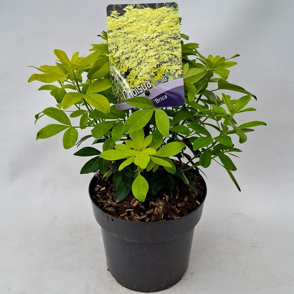 Picture of Choisya ternata Brica P17 (2 Ltr)