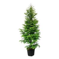 Metasequoia gl. Amber Glow PBR