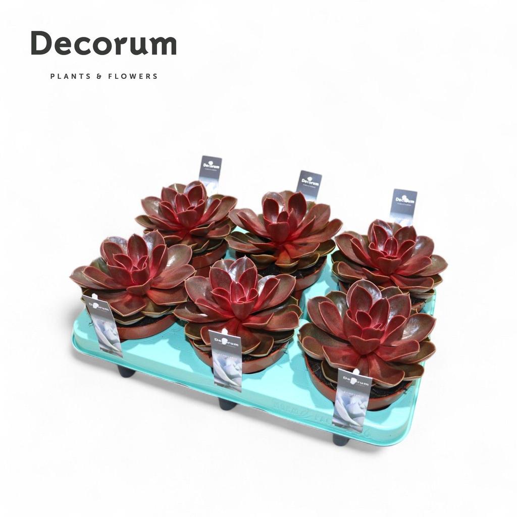 Picture of Echeveria Red Ruby (Decorum) P12 15CM
