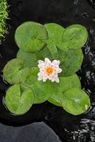 Nymphaea Venusta