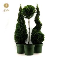 Buxus sempervirens special models in varieties