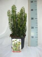 Hedera hel. Erecta