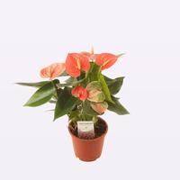 Anthurium Salmon Love