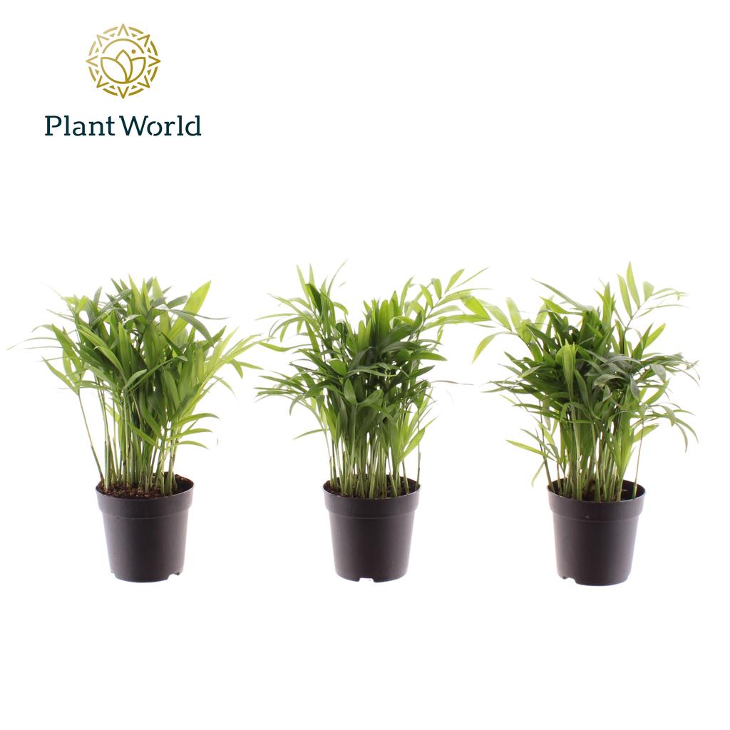 Picture of Chamaedorea elegans (Decorum) P7 25CM