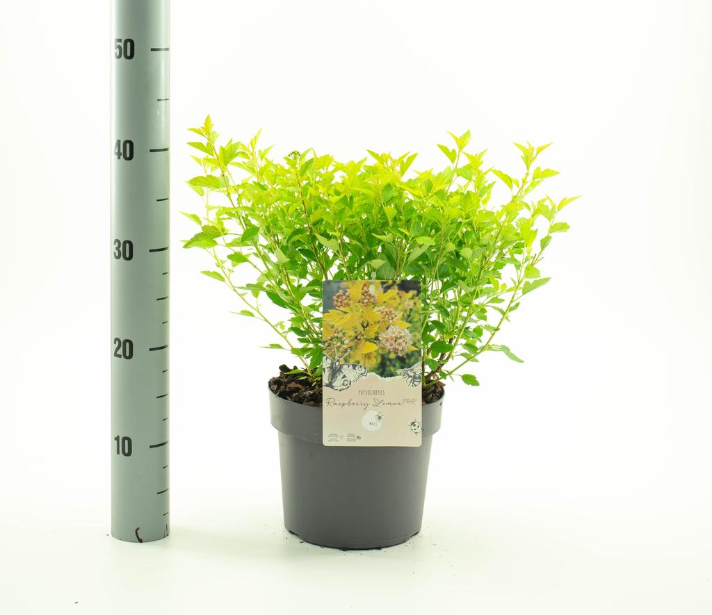 Bild von Physocarpus opu. Raspberry Lemon P19 (3 Ltr)