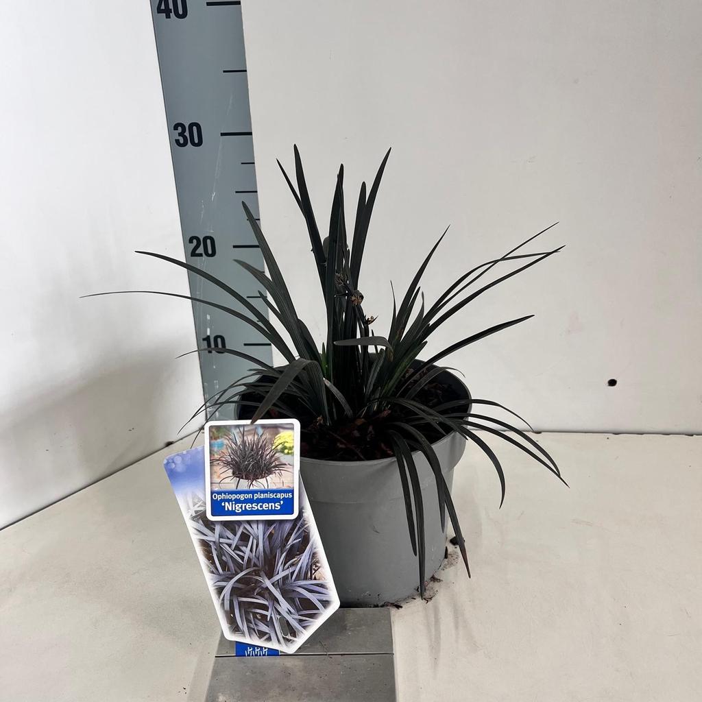 Picture of Ophiopogon plan. Niger P17 (2 Ltr)