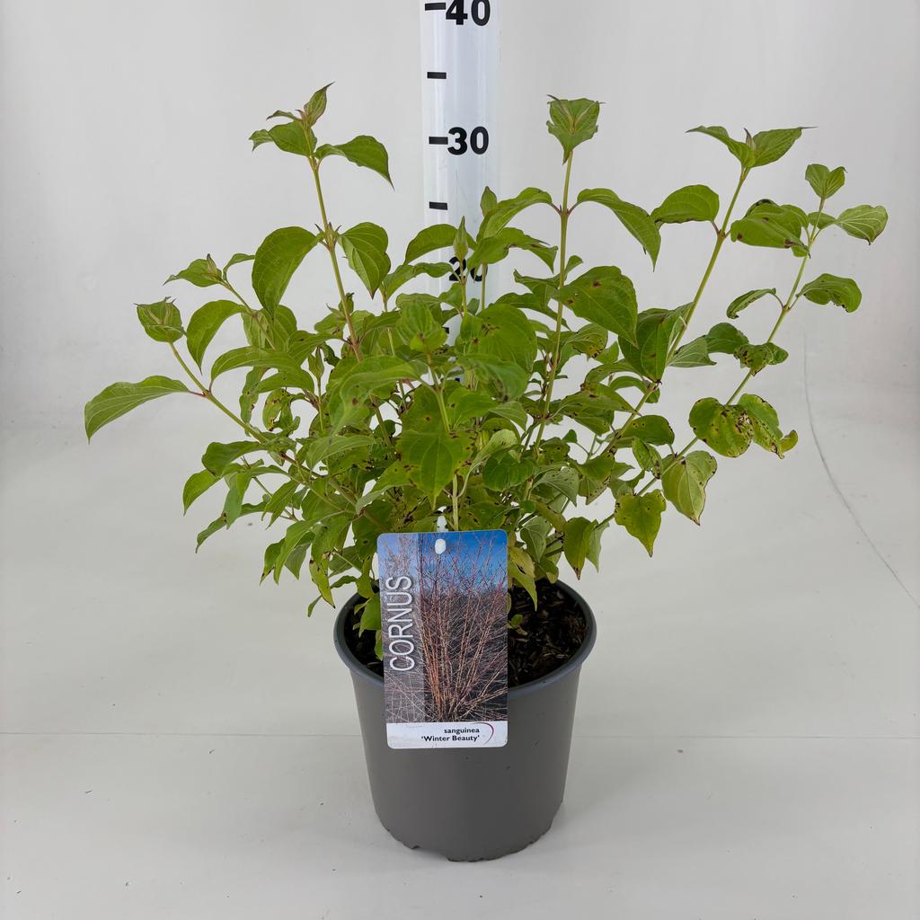 Picture of Cornus sang. Winter Beauty P19 (3 Ltr)