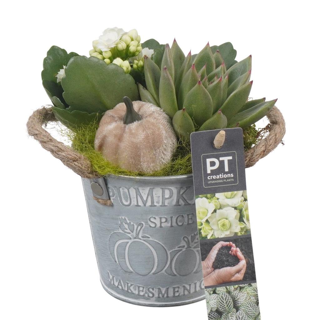 Picture of PTHI5314 Arrangement Autumn Indoor in metal box P10 18cm