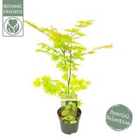 Acer shir. Jordan