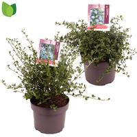 Ceanothus in varieteis