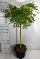 Acer pal. Green Lace
