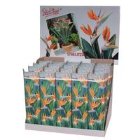 Strelitzia