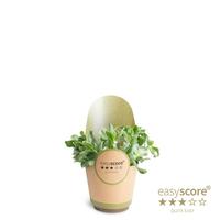 Crassula Curly Grey ceramic