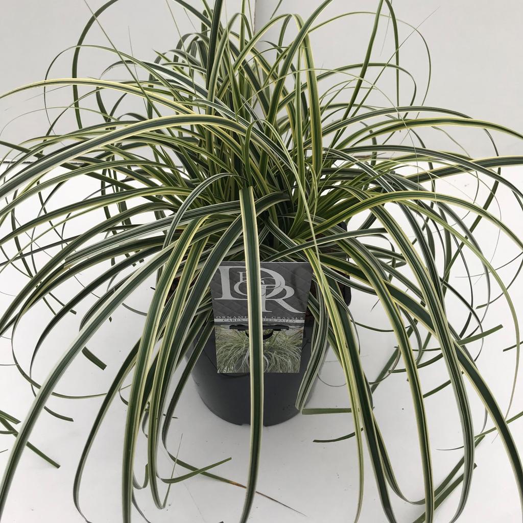 Picture of Carex Feather Falls P23 (5 Ltr) SQUARE
