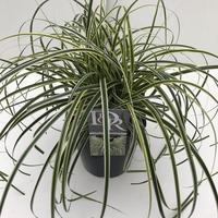 Carex osh. Feather falls