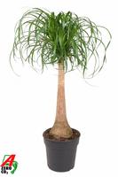Nolina recurvata stem - 2ft