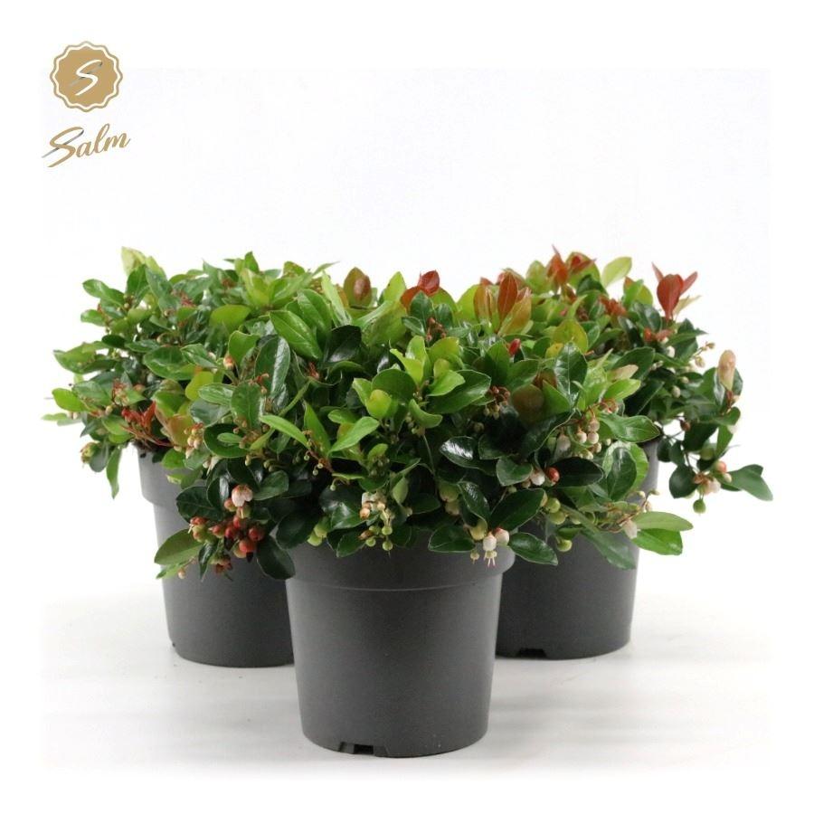 Obrázok z Gaultheria pr. Big Berry P15