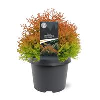 Thuja occ. Fire Chief