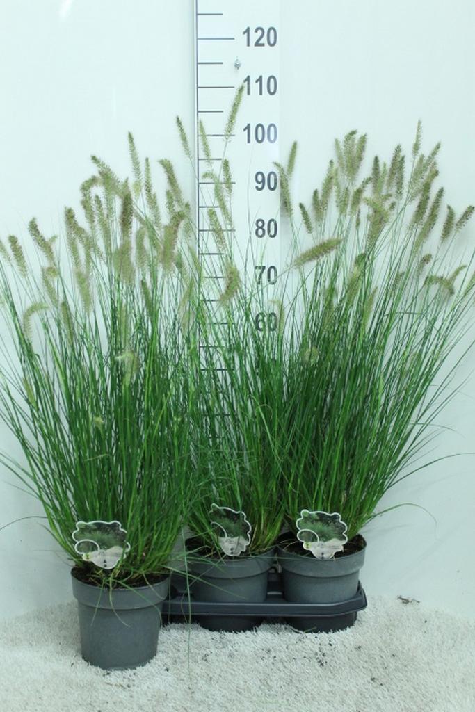 Picture of Pennisetum alop. Hameln P19 (3 Ltr)