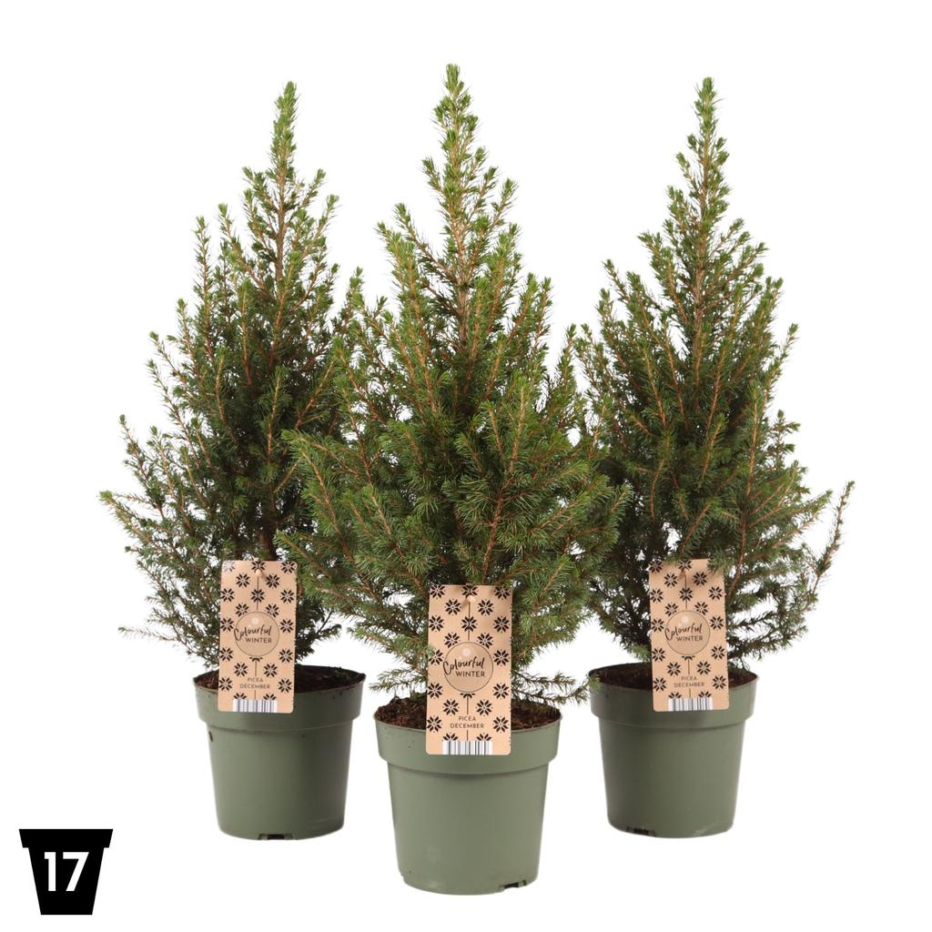 Picture of Picea glauca December P17 (2 Ltr) Peat Free
