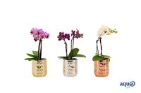 Phalaenopsis hybrid Tiny Dolls Mix in Mason Mix + Aqu@