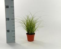 Carex brun. Jubilo