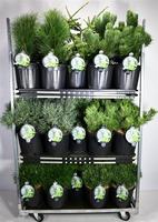 Coniferen in varieties
