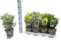 Euonymus jap.in varieties