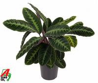 Calathea Warscewiczii